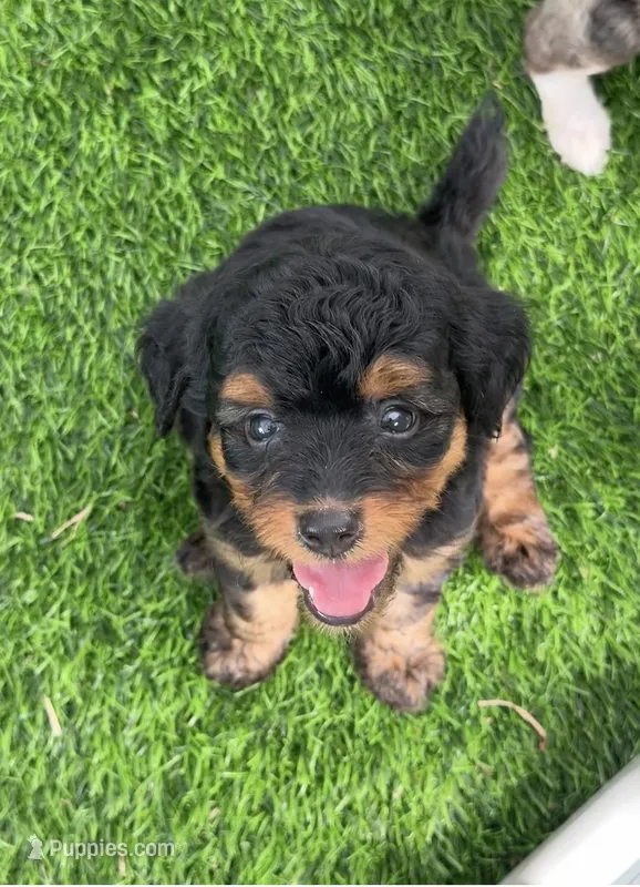 Maple.  Parents health tested  – Miniature Aussiedoodle puppy for sale in Tampa, FL