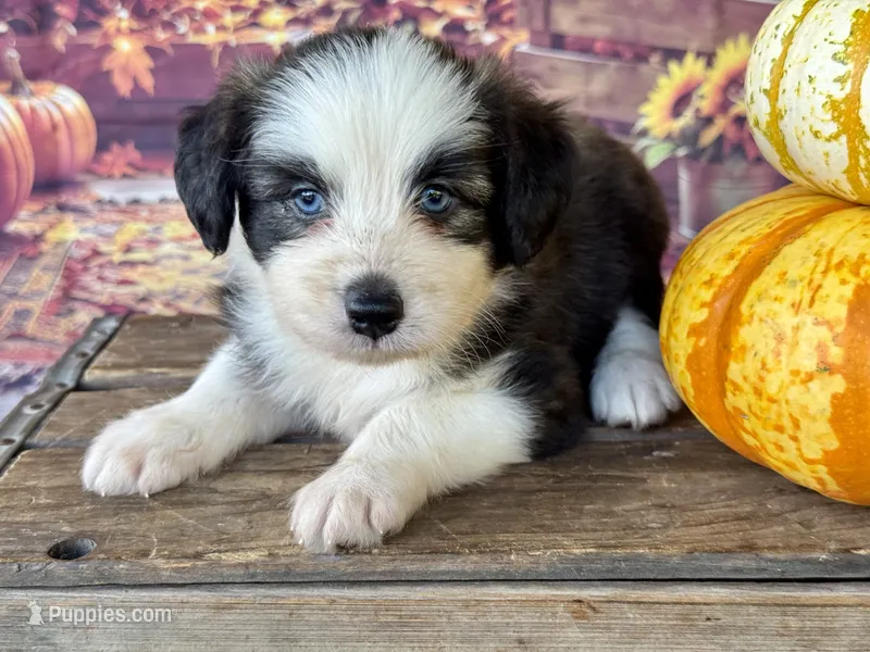 Willie blue eyes – Miniature Aussiedoodle puppy for sale in Ruskin, FL
