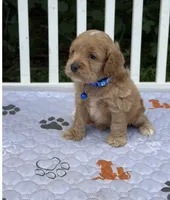 Blue, a male Cockapoo for sale in Sun City Center, FL – 2 of 8