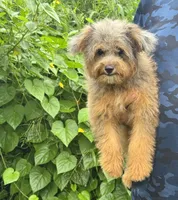 Nova, a female Miniature Aussiedoodle for sale in Tampa, FL – 3 of 4
