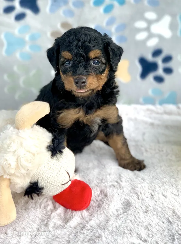 Maple.  Parents health tested  – Miniature Aussiedoodle puppy for sale in Tampa, FL