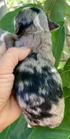 Zara, a female Miniature Aussiedoodle for sale in Tampa, FL – 3 of 10