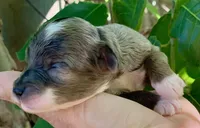Zara, a female Miniature Aussiedoodle for sale in Tampa, FL – 4 of 10