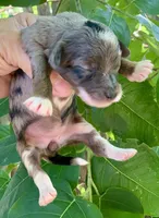 Zara, a female Miniature Aussiedoodle for sale in Tampa, FL – 5 of 10