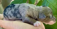 Zara, a female Miniature Aussiedoodle for sale in Tampa, FL – 6 of 10
