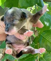 Zara, a female Miniature Aussiedoodle for sale in Tampa, FL – 8 of 10