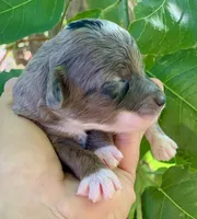 Zara, a female Miniature Aussiedoodle for sale in Tampa, FL – 2 of 10