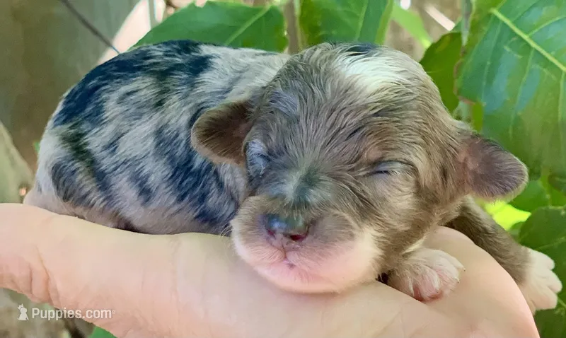 Zara – Miniature Aussiedoodle puppy for sale in Tampa, FL