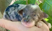 Zara, a female Miniature Aussiedoodle for sale in Tampa, FL – 1 of 10