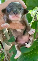 Zara, a female Miniature Aussiedoodle for sale in Tampa, FL – 9 of 10