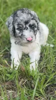 Bluebell. “Regular size” Blue Merle, a female Cockapoo for sale in Ruskin, FL – 4 of 10