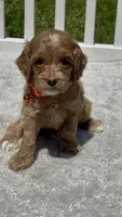 Orange F1, a male Cockapoo for sale in Sun City Center, FL – 2 of 7