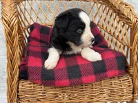 Tania Blue eyes, a female Miniature Aussiedoodle for sale in Ruskin, FL – 4 of 10
