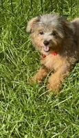 Nova “special this weekend only  650”, a female Miniature Aussiedoodle for sale in Tampa, FL – 3 of 10
