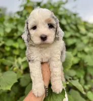 Skye  F1b, a female Miniature Aussiedoodle for sale in Tampa, FL – 2 of 10