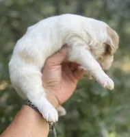 Firsta, mini Chowdoodle ( from DoDo parents), a male Chow Chow and Poodle - Miniature  for sale in Sun City Center, FL – 6 of 10