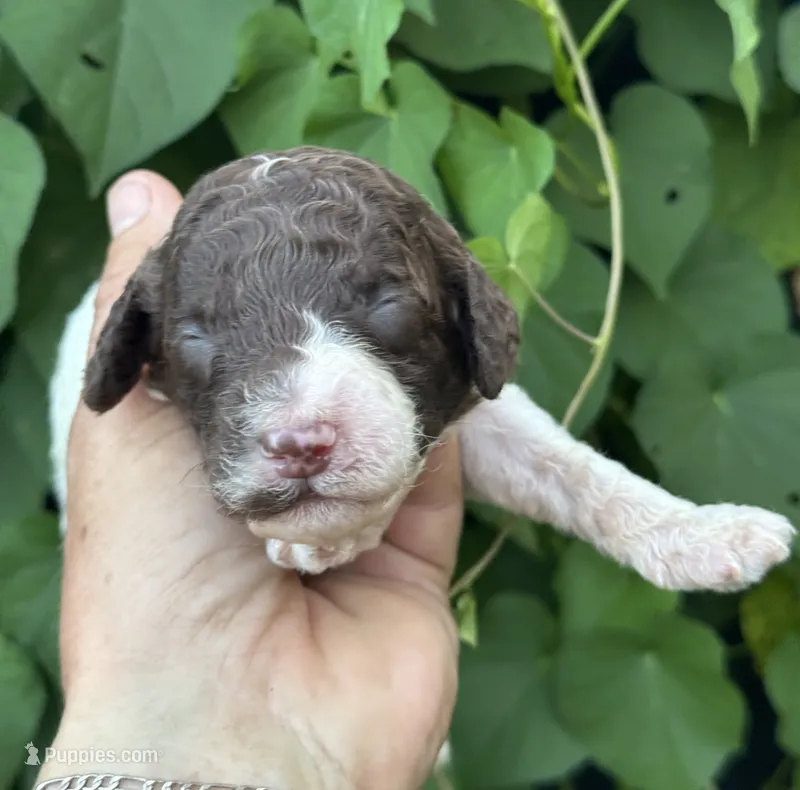 Brownie  “ regular size “ – Cockapoo puppy for sale in Tampa, FL