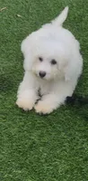 Leo petite Chowdoodle, a male Chow Chow and Poodle - Toy  for sale in Tampa, FL – 4 of 6