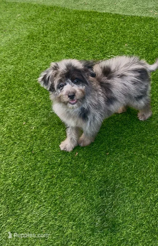 Tyson – Miniature Aussiedoodle puppy for sale in Tampa, FL
