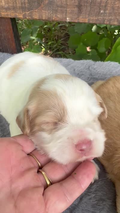 Firsta, mini Chowdoodle ( from DoDo parents), a male Chow Chow and Poodle - Miniature  for sale in Tampa, FL – 2 of 7