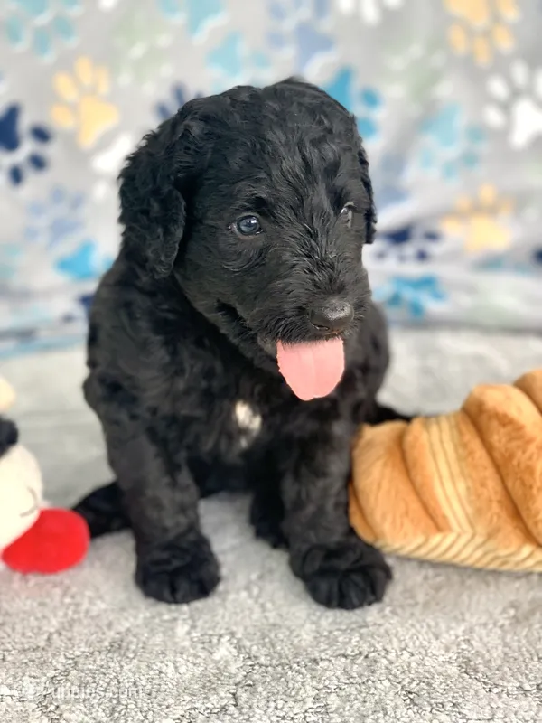 Medium size. Parents health tested. – Bernedoodle puppy for sale in Tampa, FL