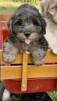Camo  mini Chowdoodle from DoDo parents , a male Chow Chow and Poodle - Miniature  for sale in Sun City Center, FL – 2 of 10