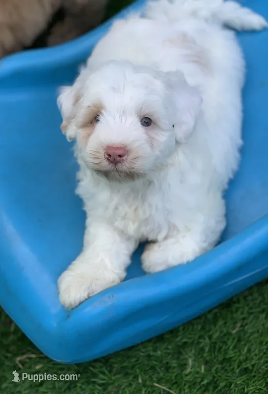 Snow one blue and one green  eye  – Chow Chow, Poodle - Miniature  puppy for sale in Tampa, FL