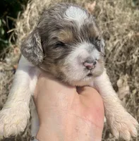 Standard Cockapoo , a male Cockapoo for sale in Tampa, FL – Photo 4 of 8