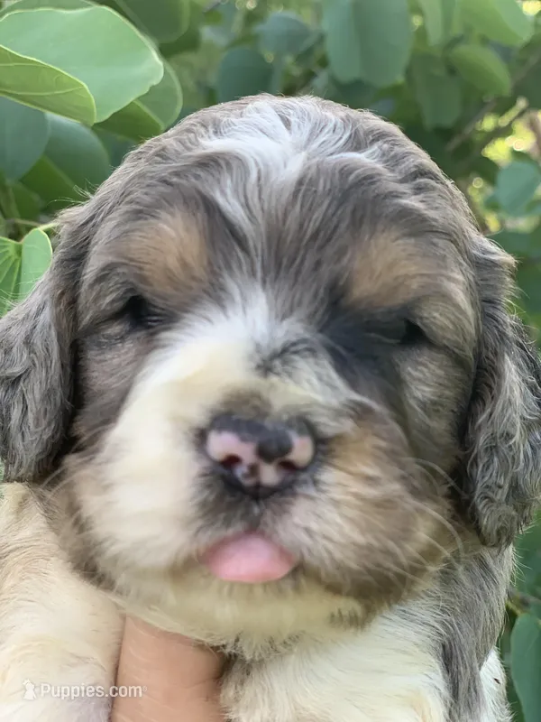 Standard Cockapoo  – Cockapoo puppy for sale in Tampa, FL