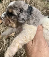 Standard Cockapoo , a male Cockapoo for sale in Tampa, FL – Photo 2 of 8