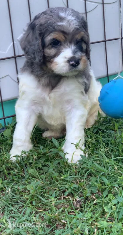Standard Cockapoo  – Cockapoo puppy for sale in Tampa, FL