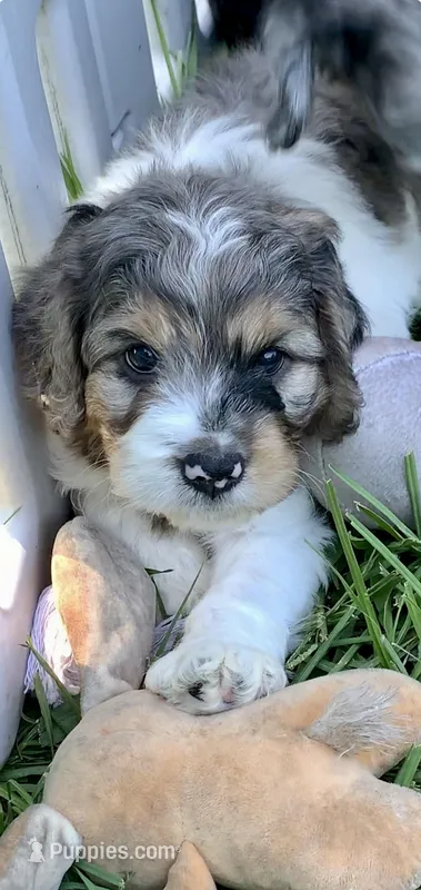 Standard Cockapoo  – Cockapoo puppy for sale in Tampa, FL