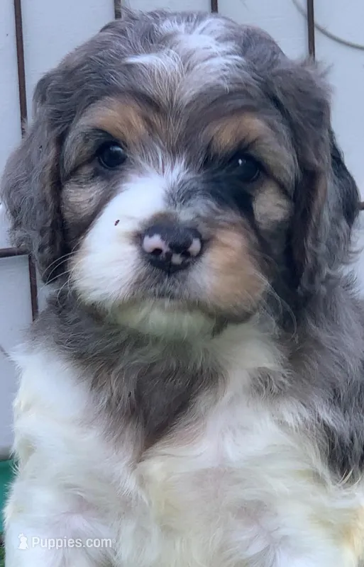 Standard Cockapoo  – Cockapoo puppy for sale in Tampa, FL