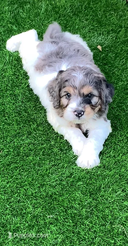 Standard Cockapoo  – Cockapoo puppy for sale in Tampa, FL