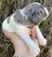 Standard Cockapoo , a male Cockapoo for sale in Tampa, FL – Photo 8 of 8
