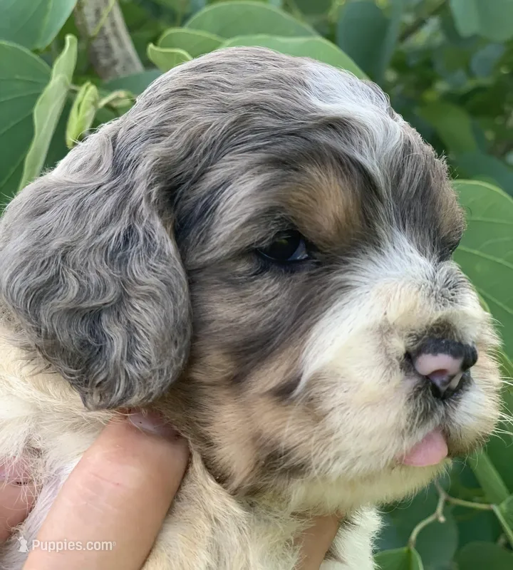Standard Cockapoo  – Cockapoo puppy for sale in Tampa, FL