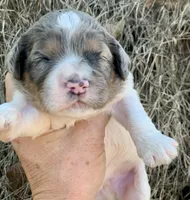 Standard Cockapoo , a male Cockapoo for sale in Tampa, FL – Photo 6 of 8