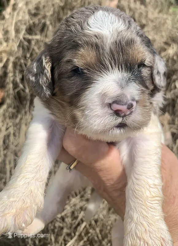 Standard Cockapoo , a male Cockapoo for sale in Tampa, FL – Photo 1 of 8