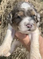Standard Cockapoo , a male Cockapoo for sale in Tampa, FL – Photo 1 of 8
