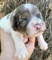 Standard Cockapoo , a male Cockapoo for sale in Tampa, FL – Photo 5 of 8