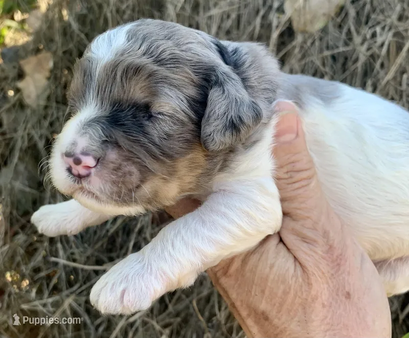 Standard Cockapoo  – Cockapoo puppy for sale in Tampa, FL