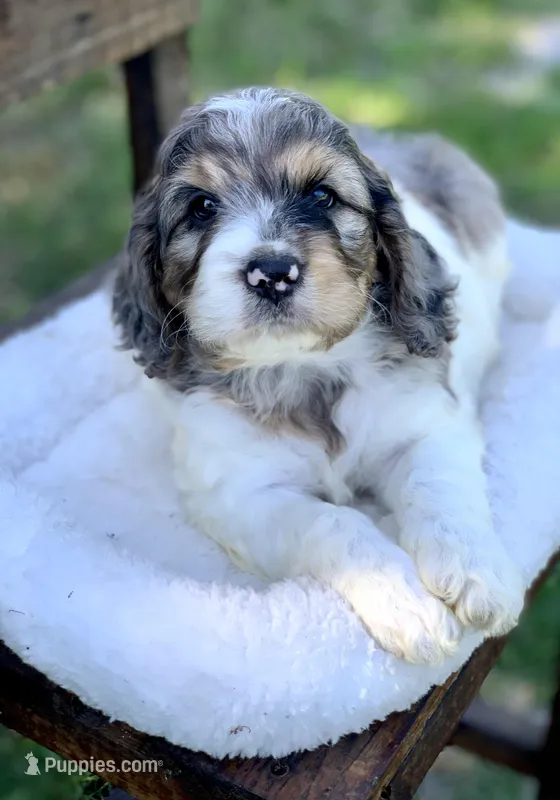 Standard Cockapoo  – Cockapoo puppy for sale in Tampa, FL
