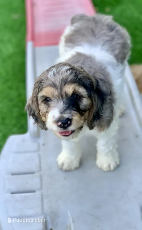 Standard Cockapoo  – Cockapoo puppy for sale in Tampa, FL