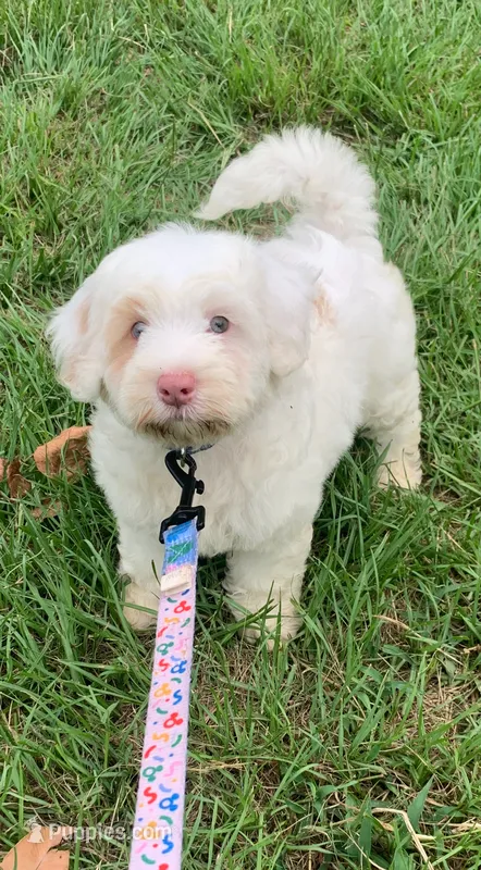 Snow one blue and one green  eye  – Chow Chow, Poodle - Miniature  puppy for sale in Tampa, FL