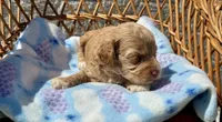 Pink, a female Cockapoo for sale in Ruskin, FL – 4 of 7