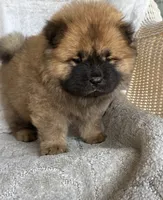 Sakura, a female Chow Chow for sale in Ruskin, FL – 2 of 8