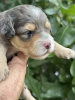 Emerald  F1b, a female Miniature Aussiedoodle for sale in Sun City Center, FL – 6 of 8