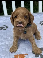 Black F1, a male Cockapoo for sale in Sun City Center, FL – 4 of 9