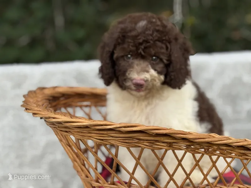 Brownie   – Cockapoo puppy for sale in Ruskin, FL