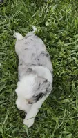 Skye  F1b, a female Miniature Aussiedoodle for sale in Tampa, FL – 8 of 10
